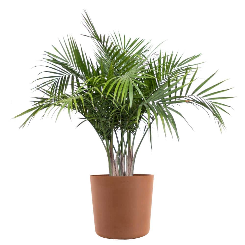 Majesty Palm Live Indoor Outdoor Plant in 10 inch Premium Sustainable Ecopo