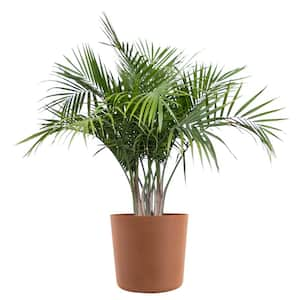 Majesty Palm Live Indoor Outdoor Plant in 10 inch Premium Sustainable Ecopots Terracotta Pot