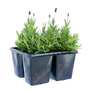 Perennial Lavender angustifolia Blue 304PK - (1-Pack)