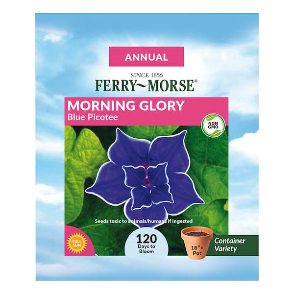 Ferry-Morse Morning Glory Blue Picotee Flower Seed 1744 - The Home