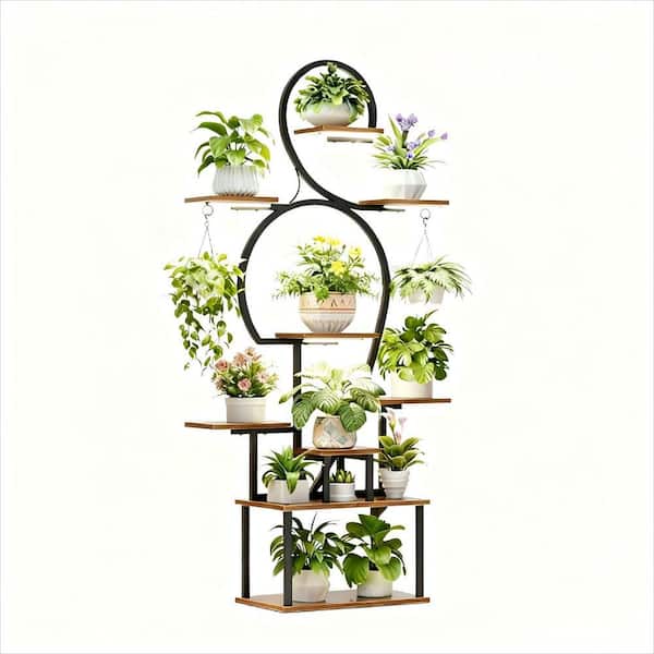 jade plant pink Variegated Jade Plant for Sale | Succulents main image 0