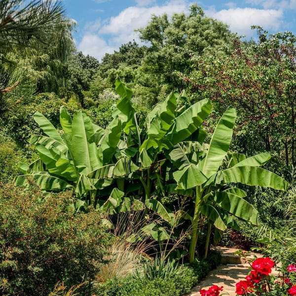 national PLANT NETWORK 3.5 in. Hardy Banana Basjoo Plant (3-Pack)
