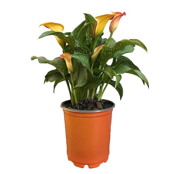 Vigoro 2 qt. Asiatic Lily Tiny Double Dutch Orange Perennial Plant