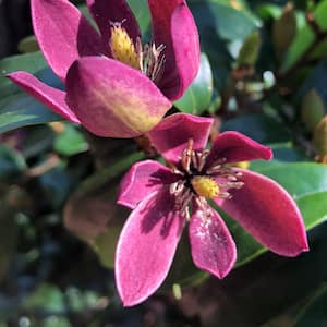 2 Gal. Stellar Ruby Magnolia Shrub (Banana Shrub), Live Evergreen Shrub, Pink Fragrant Flowers