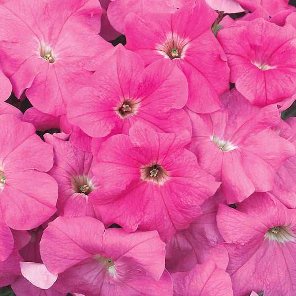 1.25 Gal. Grandiflora Pink Petunia Hanging Basket 9748 - The Home Depot