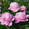 bell-nursery-shrubs-hedges-peony2sbp1pk-1d.4