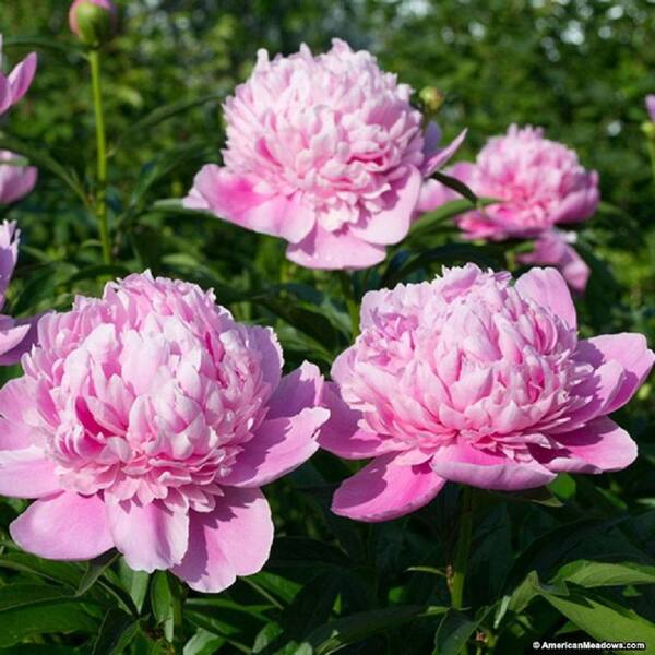 BELL NURSERY 2 Gal. Sarah Bernhardt Peony (Paeonia) Live BELL NURSERY 2 Gal. Sarah Bernhardt Peony (Paeonia) Live