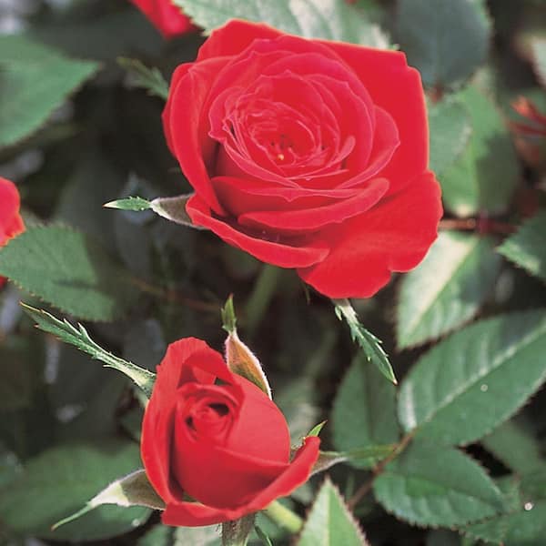 ALTMAN PLANTS #10 'Red' Star Miniature Rose Plant With Red Flowers