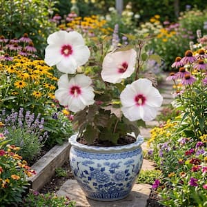 national PLANT NETWORK Bare Root Hibiscus Head Over Heels Dream