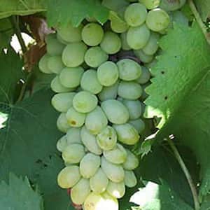 Neptune Grape (Vitis), Live Bareoot Plant, White Seedless Fruiting Vine (1-Pack)