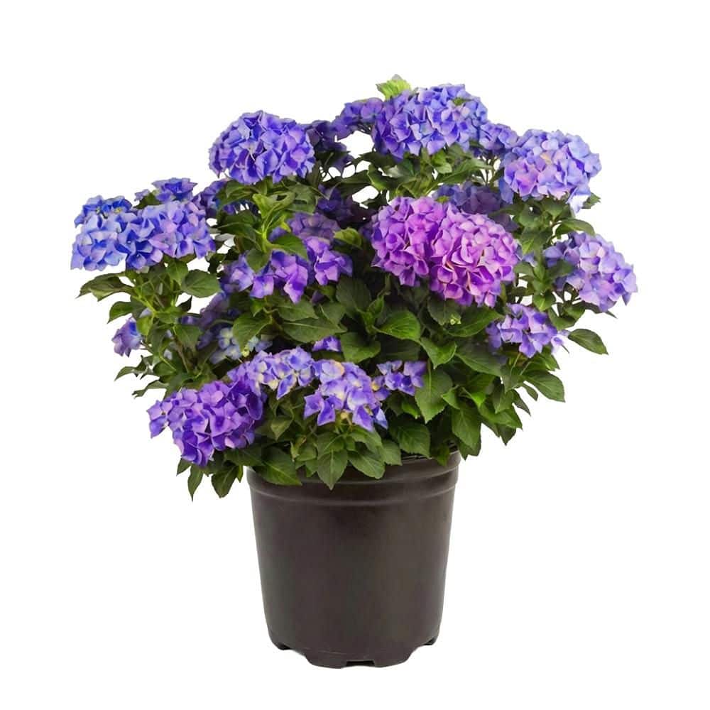 Hydrangea ハイドランジア ベルベリス BELL NURSERY 3 Gal. Merritt's Supreme Bigleaf Hydrangea (Hydrangea