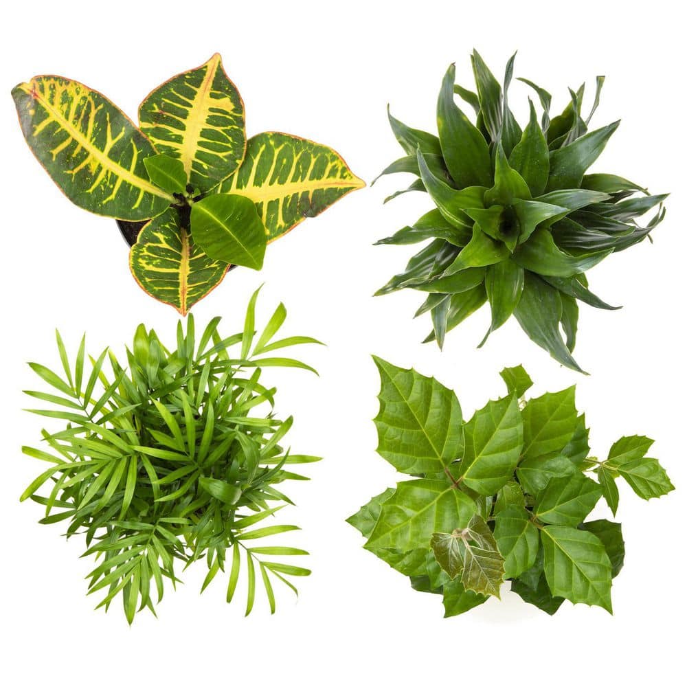 Eco-Friendly 4-Pack Assorted Foliage Indoor/Outdoor Plant Set in Black Plastic Pots