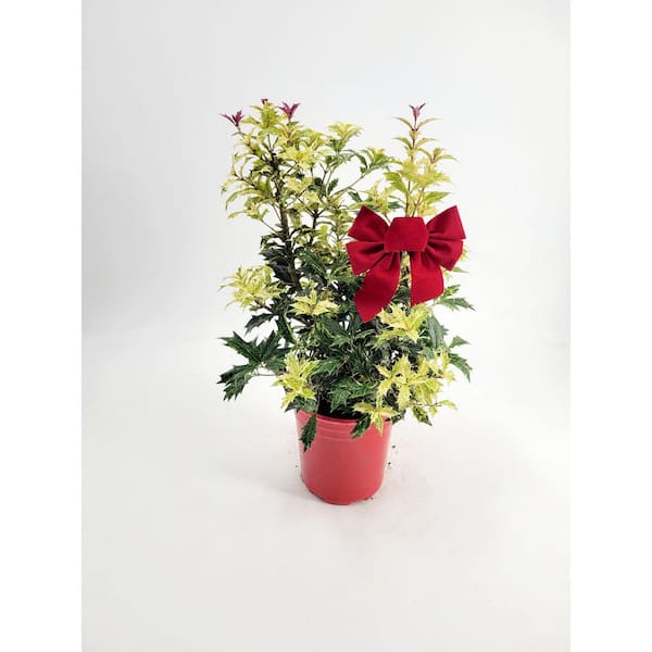 BELL NURSERY 1 Gal. Osmanthus Live Holiday Shrub in Red Pot with Decorative Bow