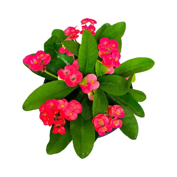 2.5 Qt. Crown of Thorns Pink Flowers in 6.33 in. Grower's Pot