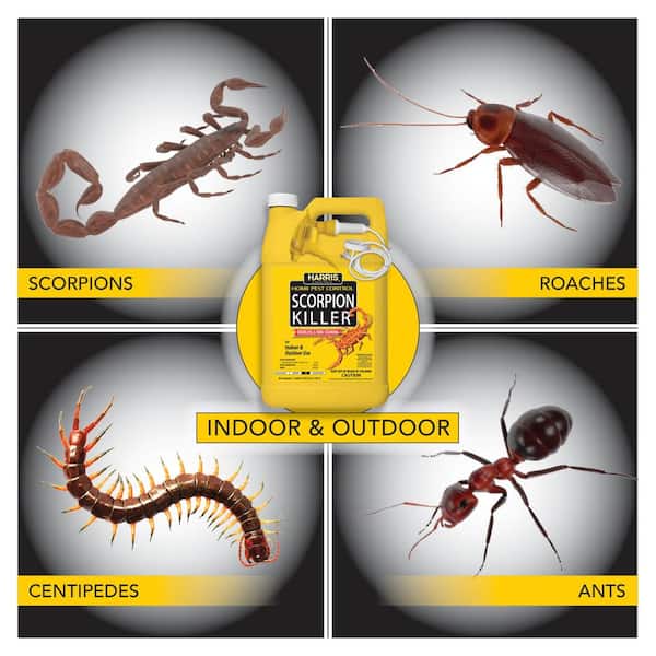 Harris 1 Gal. Scorpion Killer (2-Pack) 2HSC-128 - The Home Depot