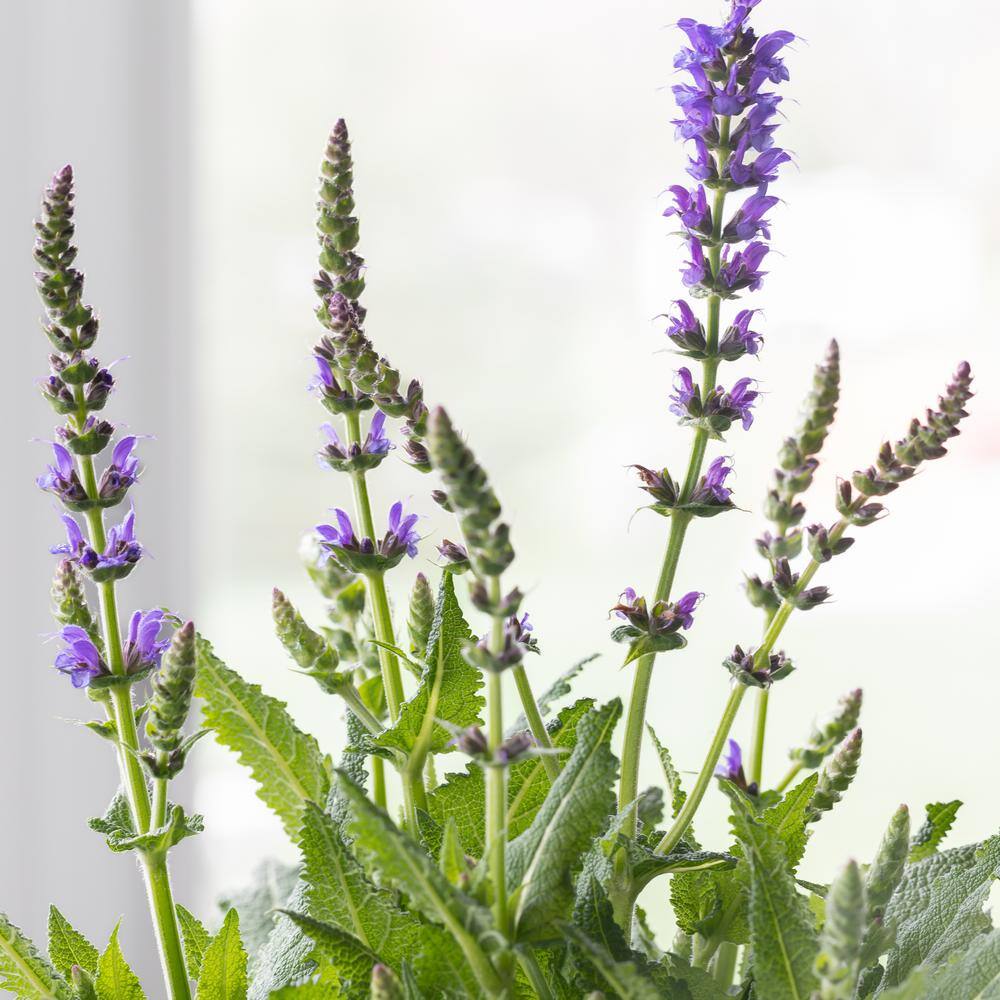 3 Gal. Caradonna Salvia Live Perennial Plant (1-Pack) price history on PriceWatchPro