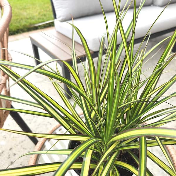 Altman Plants Dracaena Marginata Dragon Tree Live Indoor Houseplant 6 in. Grower Pot