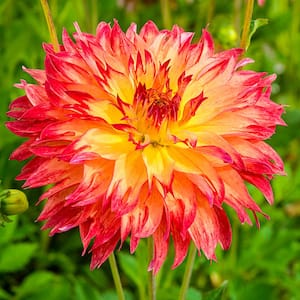 Paintball Dahlia Bulb, Orange Colored Flowers (1-Pack)