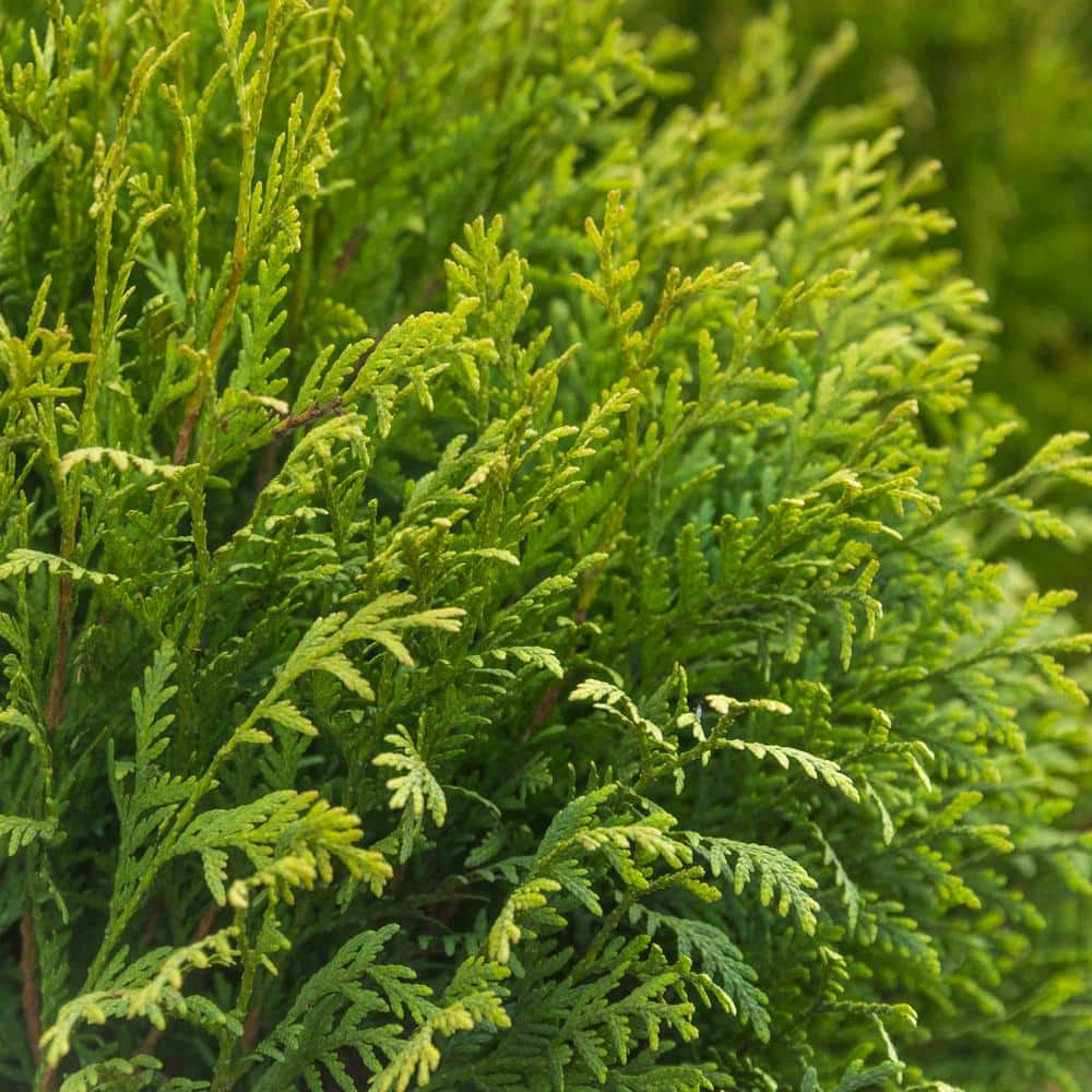 Spring Hill Nurseries 3 Gal. Pot Western Red Cedar, Potted Evergreen ...