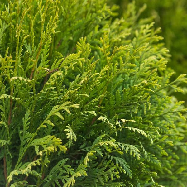 Spring Hill Nurseries 3 Gal. Pot Western Red Cedar, Potted Evergreen Shrub (1-Pack)