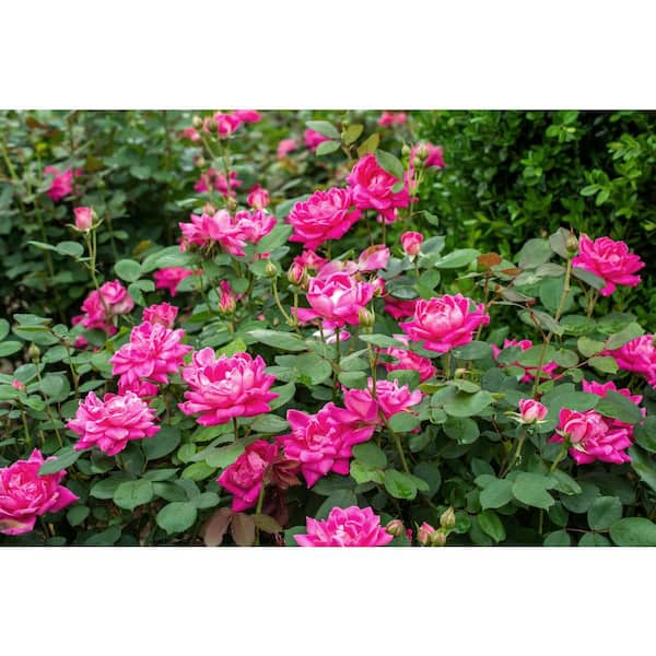 Pink♡Rose KNOCK OUT 1 Gal. Pink Double Knock Out Rose Bush with Pink