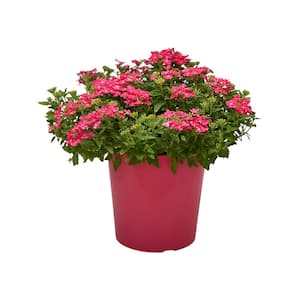 1.5 Gal. Verbina Plant Firehouse Pink Flower in 8.25 in. Grower's Pot