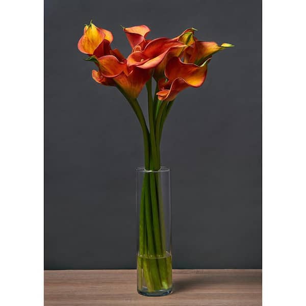 2.5 Qt. Calla Lily Morning Sun Zantedeschia Perennial Live Plant with Orange Flowers (4-pack)