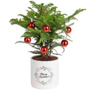 Norfolk Island Pine Indoor Plant in 6 in. White Ceramic Planter, Avg. Shipping Height 1-2 ft. Tall