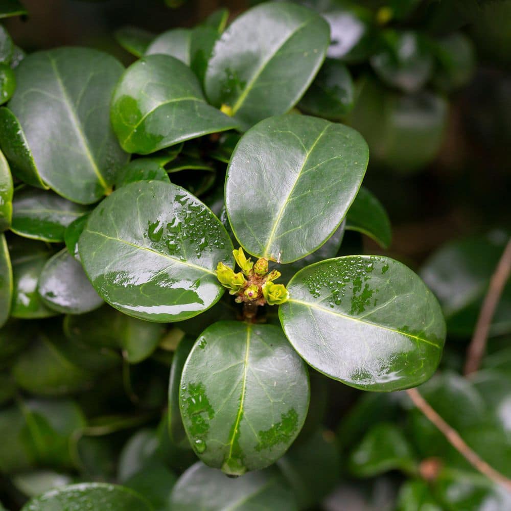 3 gal. Wax Leaf Ligustrum Shrub price history on PriceWatchPro