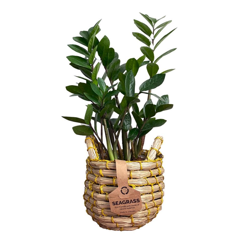 Simply Ivy, Plant Gifts Delivery Palm Beach Florida