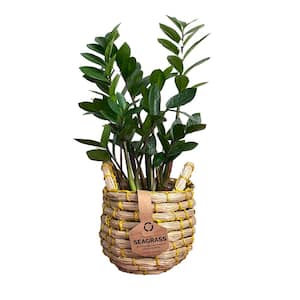ZZ Plant or Zamia (Zamioculcas Zamiifolia) Plant 5 in. in Natural Seagrass Basket