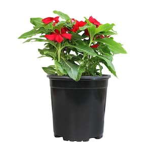 Red Vinca Outdoor Garden Annual Plant in 2.5 qt. Grower Pot
