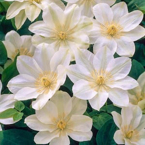 White Flowering Vine Guernsey Cream Clematis, Live Perennial Plant with 4 in. Pot (1-Pack)