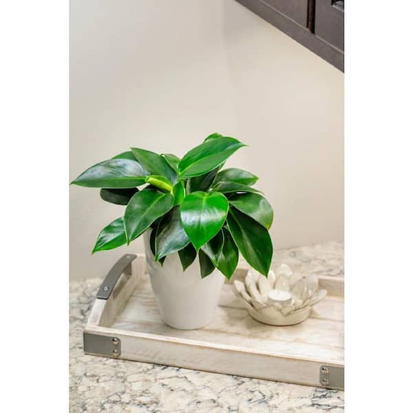 PROVEN WINNERS 5 in. Leafjoy Prismacolor Green Princess Hybrid (Philodendron), Live Plant Seagrass Container (1-Pack)