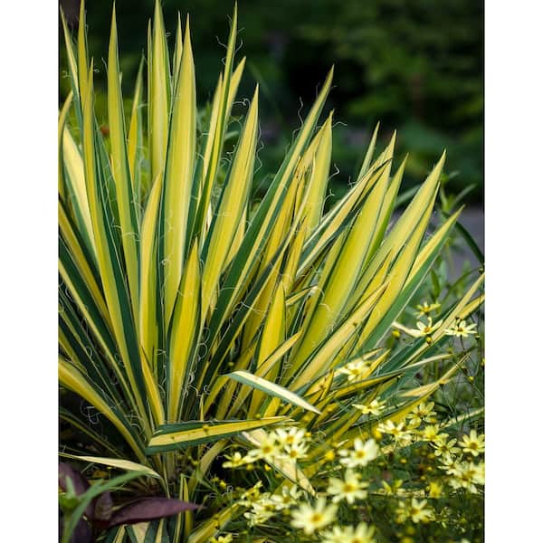 2.5 qt. Perennial Yucca Variegated (2-Pack) 1171 - The Home