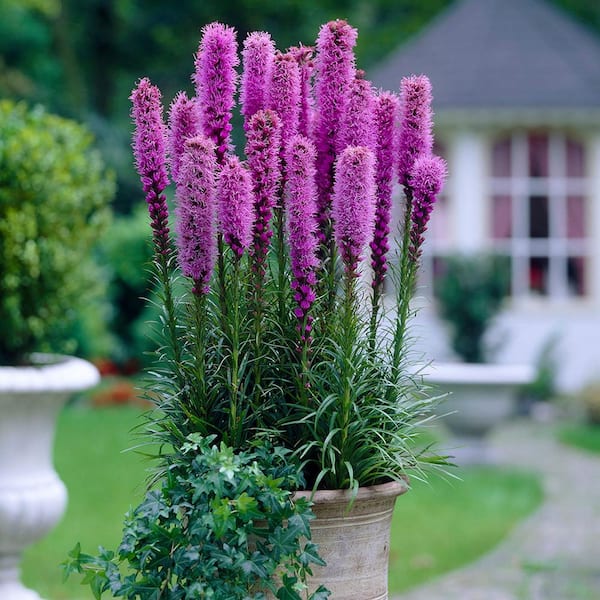 Blazing Star Giant Liatris Spicata (Set of 25 Mammoth Bulbs)