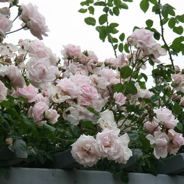 Spring Hill Nurseries Dawn Climbing Rose