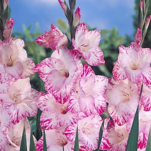 Gladiolus Large Flowering My Love (Set of 12 Bulbs)