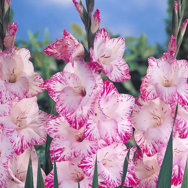 VAN ZYVERDEN Gladiolus Large Flowering My Love (Set of 12 Bulbs)