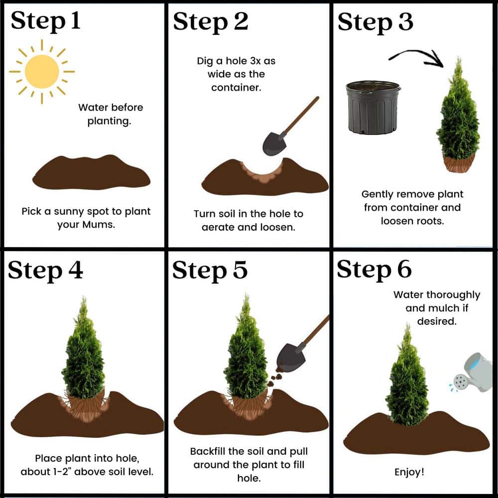 Emerald Green Arborvitae 1-Gallon Evergreen Shrub