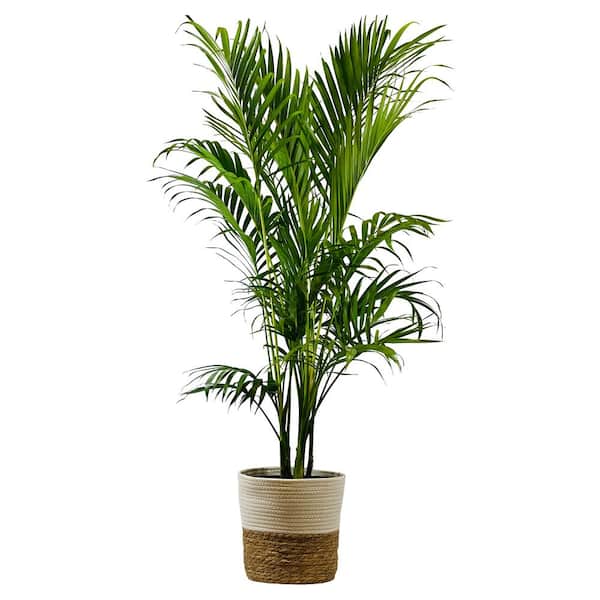 Pure Beauty Farms 1.9 Gal Palm Cataractarum Plant in 9.25 In. Deco Weave Basket
