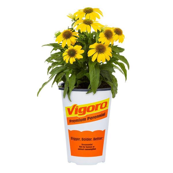 Vigoro 2 Qt. Echinacea Coneflower Sunseeker Citrus Yellow