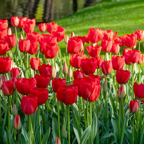 12/ Plus cm, Triumph Strong Love Red Tulip Flower Bulbs (Bag