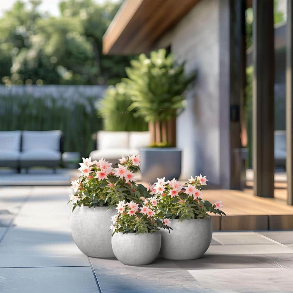 bonsai japanese tree Grow Your Own Bonsai Tree Kit Japanese Maple main image 1