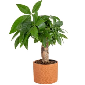 Pachira Money Tree Indoor Plant in 4 in. Premium Ceramic Pot, Avg. Shipping Height 10 in. Tall