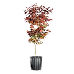 4 ft.-5 ft. Tall Bloodgood Japanese Maple Tree in Growers Pot, Bright Red Foliage Spring through Fall