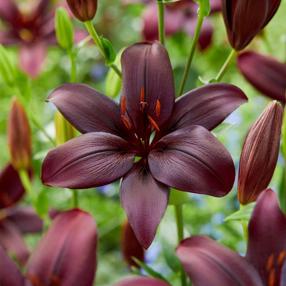 Garden State Bulb 14/16 cm, Black Charm Asiatic Lily Flower Bulbs (Bag ...