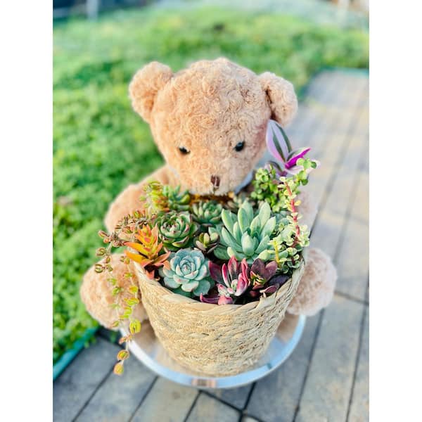 Unbranded Large Bear 13 in. x 14 in. Wicker Soilless Succulent Plant Flower Basket, Beautiful Lightweight Collection of Succulent