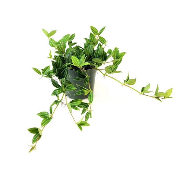 4 in. Peperomia Funky Frog Plant in Grower Containers (3-Pack)