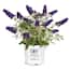 https://images.thdstatic.com/productImages/855df22b-9693-43c6-84d3-e1f50d3736d6/svn/proven-winners-shrubs-hedges-14766-64_65.jpg